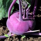 200 Seeds Kohlrabi- Purple Vienna