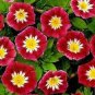 50 Seeds Morning Glory- Ensign - Red