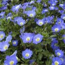 50 Seeds Nolana- Chilean Bellflower- Blue