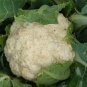 100 Seeds Cauliflower- Snowball