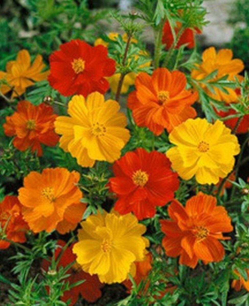 100 Seeds Cosmos- Bright Lights Mix