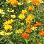 100 Seeds Cosmos- Bright Lights Mix