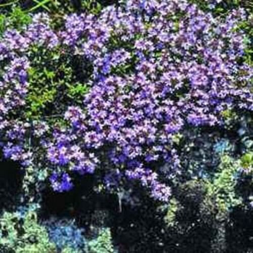 200 Seeds Creeping Thyme- Mother