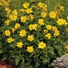 100 Seeds Cosmos- Yellow/Gold