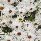 100 Seeds Ice Plant- Livingston Daisy- White