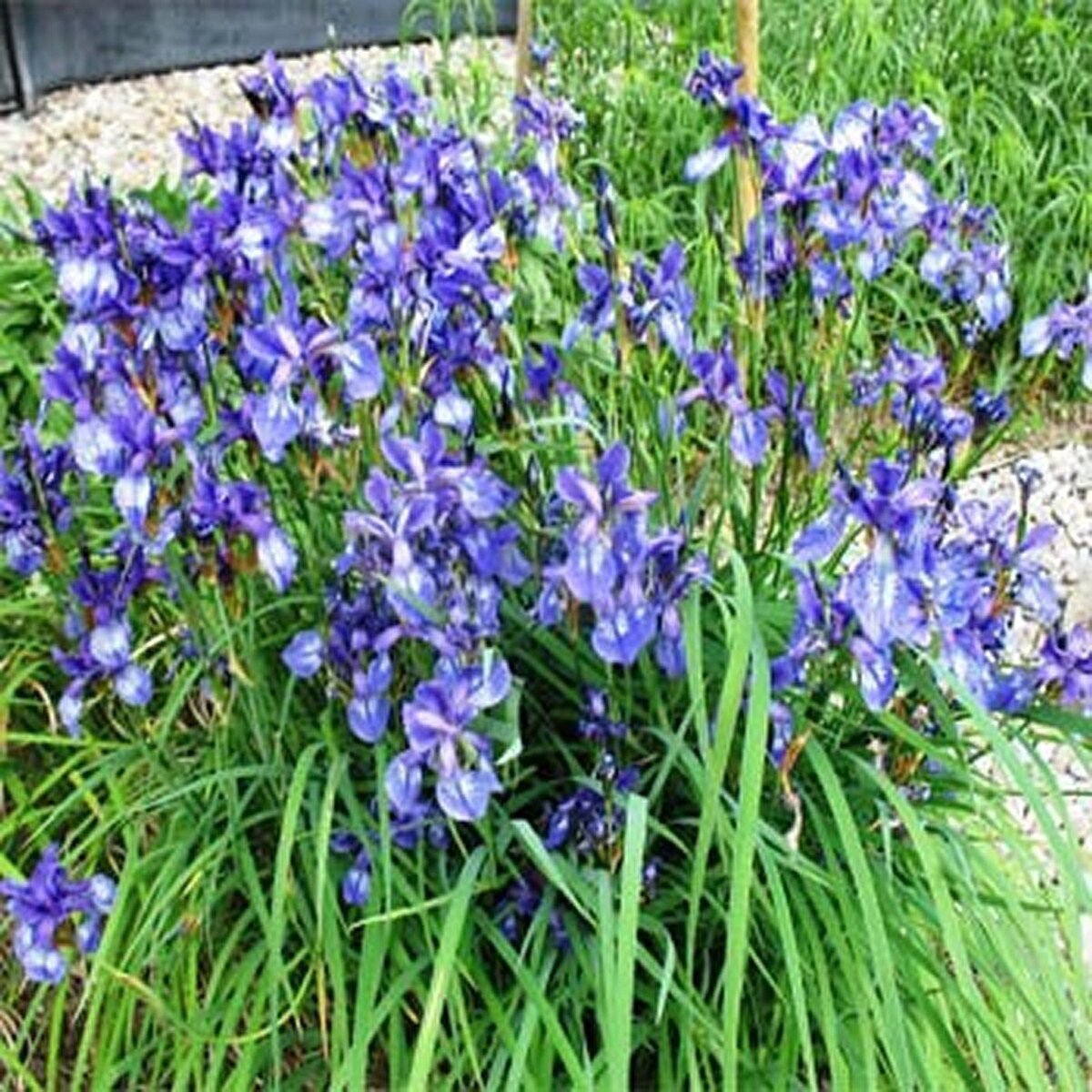 50 Seeds Iris Missouriensis