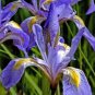 50 Seeds Iris Missouriensis