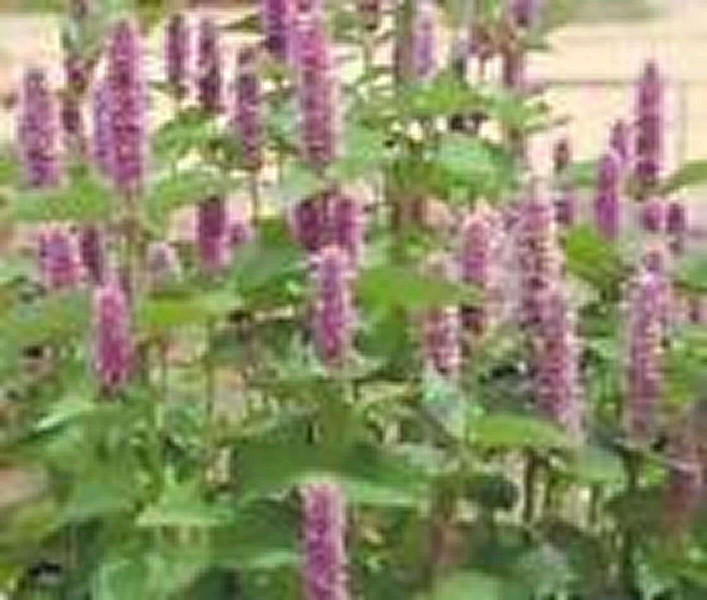 50 Seeds Hyssop- Lavender- Agastache
