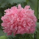 100 Seeds Peony- Poppy- Bombast Rose