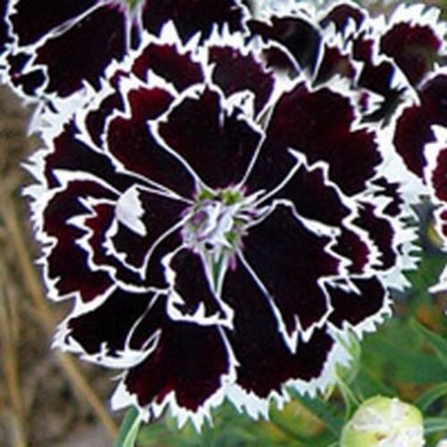 25 Seeds Dianthus- Heddewigii