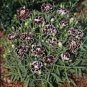 25 Seeds Dianthus- Heddewigii