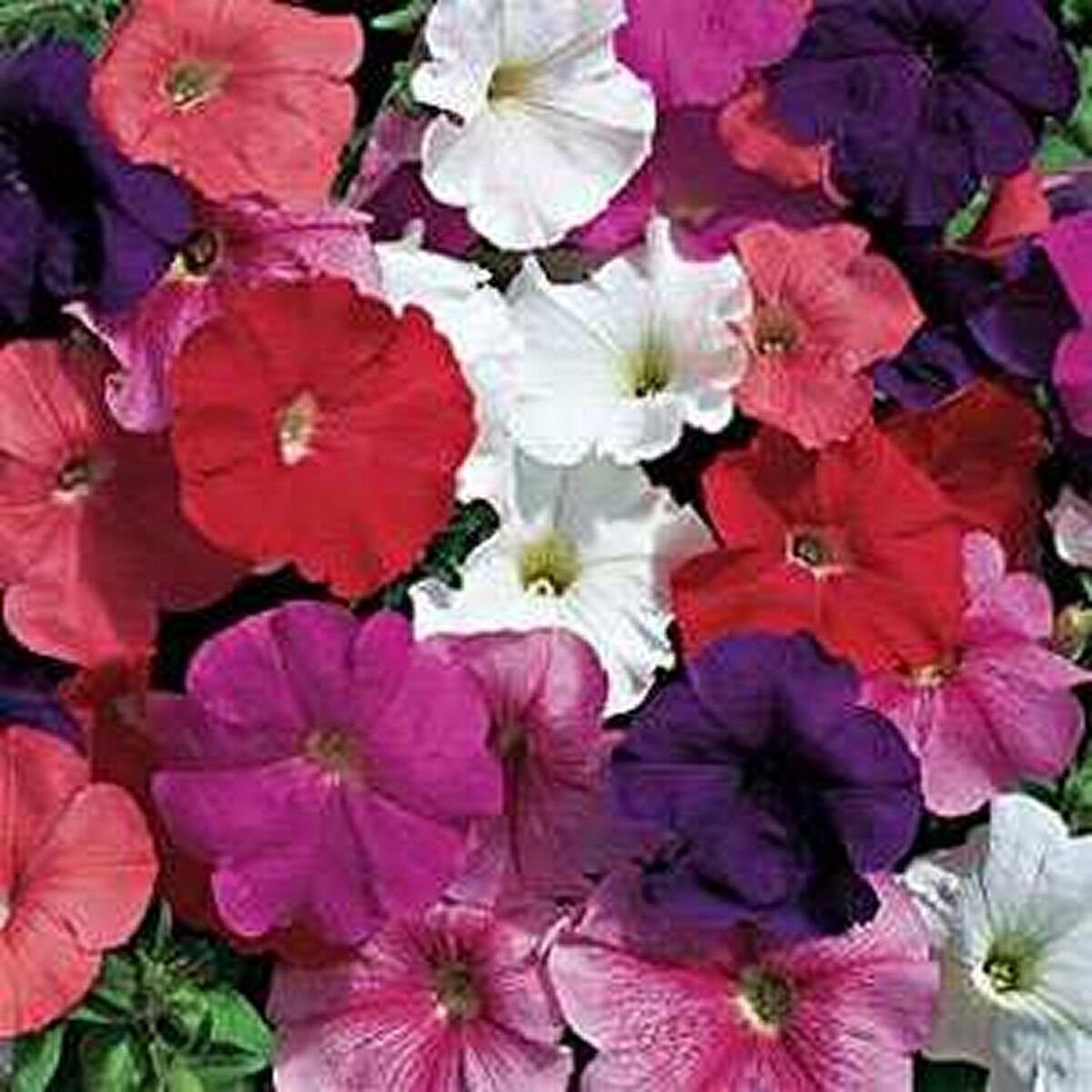 100 Seeds Petunia- Hybrid Mix
