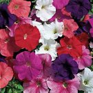 100 Seeds Petunia- Hybrid Mix