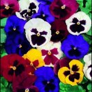 50 Seeds Pansy- Swiss Giant Mix