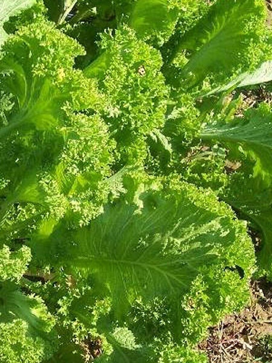 100 Seeds Mustard- Southern Giant
