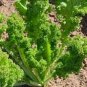 100 Seeds Mustard- Southern Giant