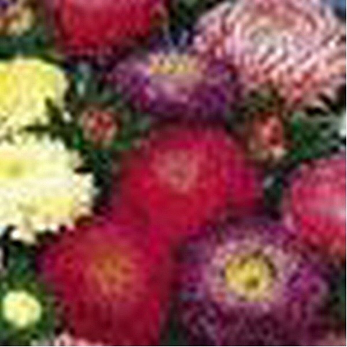 100 seeds Aster- Powderpuff Mix