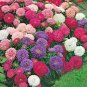 100 seeds Aster- Powderpuff Mix
