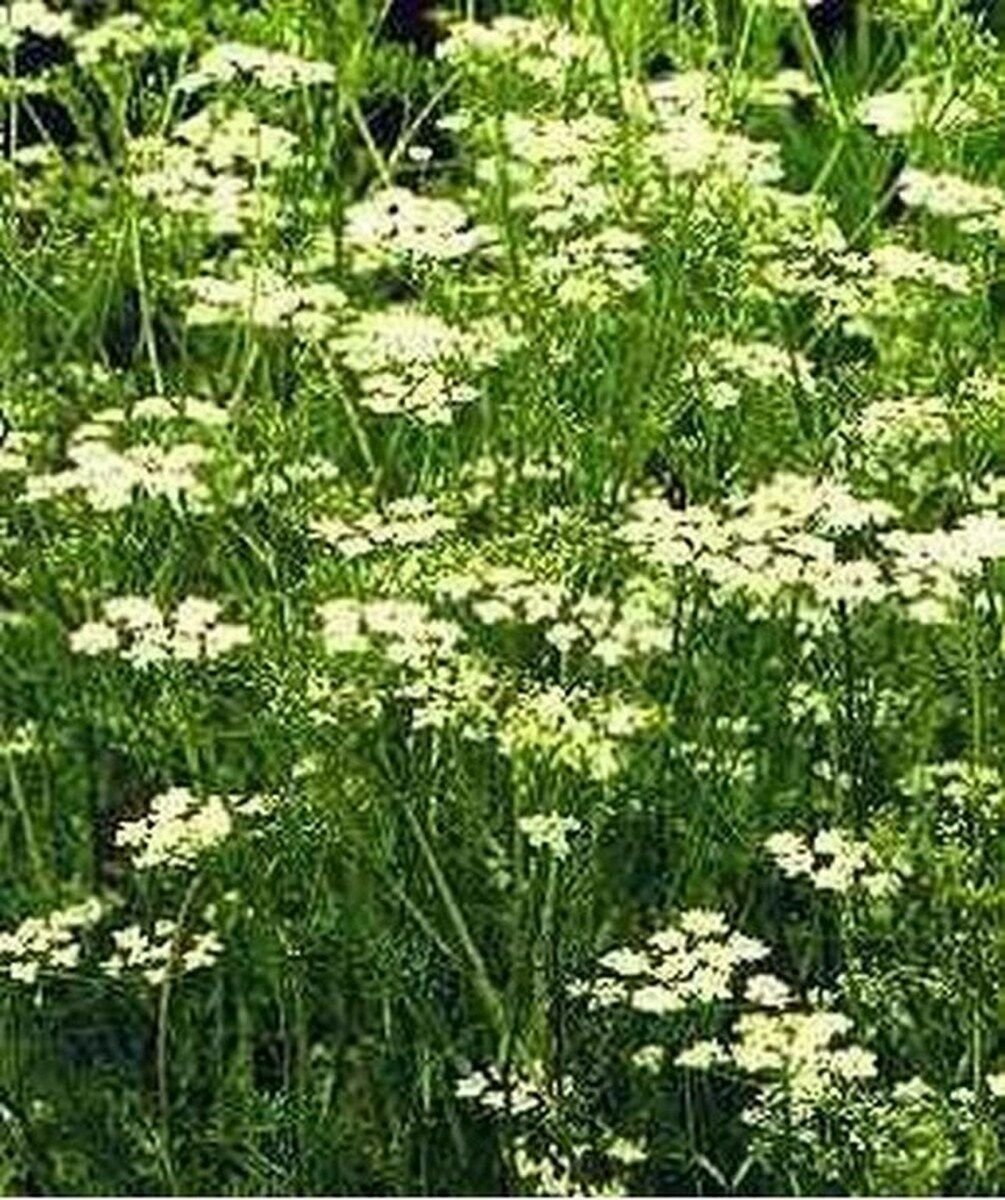 200 Seeds Cumin- Herb