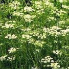 200 Seeds Cumin- Herb
