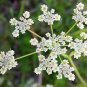 200 Seeds Cumin- Herb