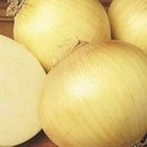 200 Seeds Onion- Sweet Yellow
