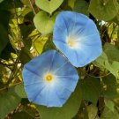 100 Seeds Morning Glory- Heavenly Blue