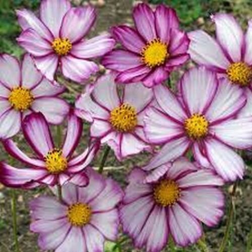 100 Seeds Cosmos- Picotee Mix