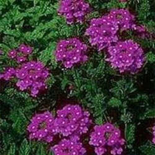 200 Seeds Moss Verbena- Purple