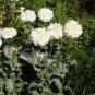 100 Seeds Peony- Poppy- White Cloud