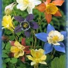 50 Seeds Columbine- McKana's Giant Mix