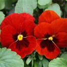 50 Seeds Pansy- Alpenglow