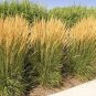 250 Seeds Dacotah Switch Grass