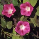 100 Seeds Morning Glory- Crimson Rambler