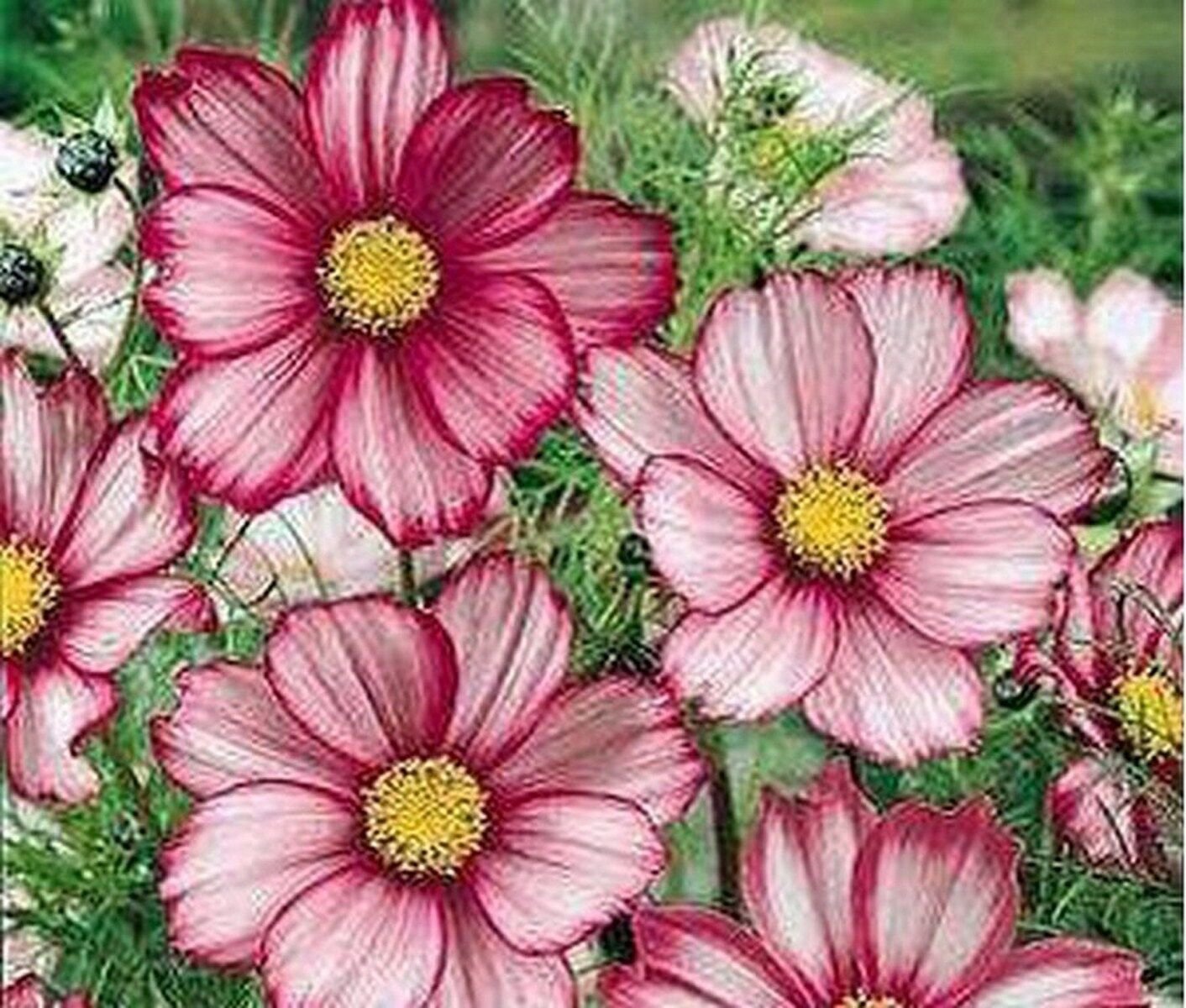 100 Seeds Cosmos- Candy Striped