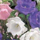 100 Seeds Cup & Saucer- Mix colors