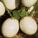 50 Seeds Ornamental Eggplant-Solanum Melongena