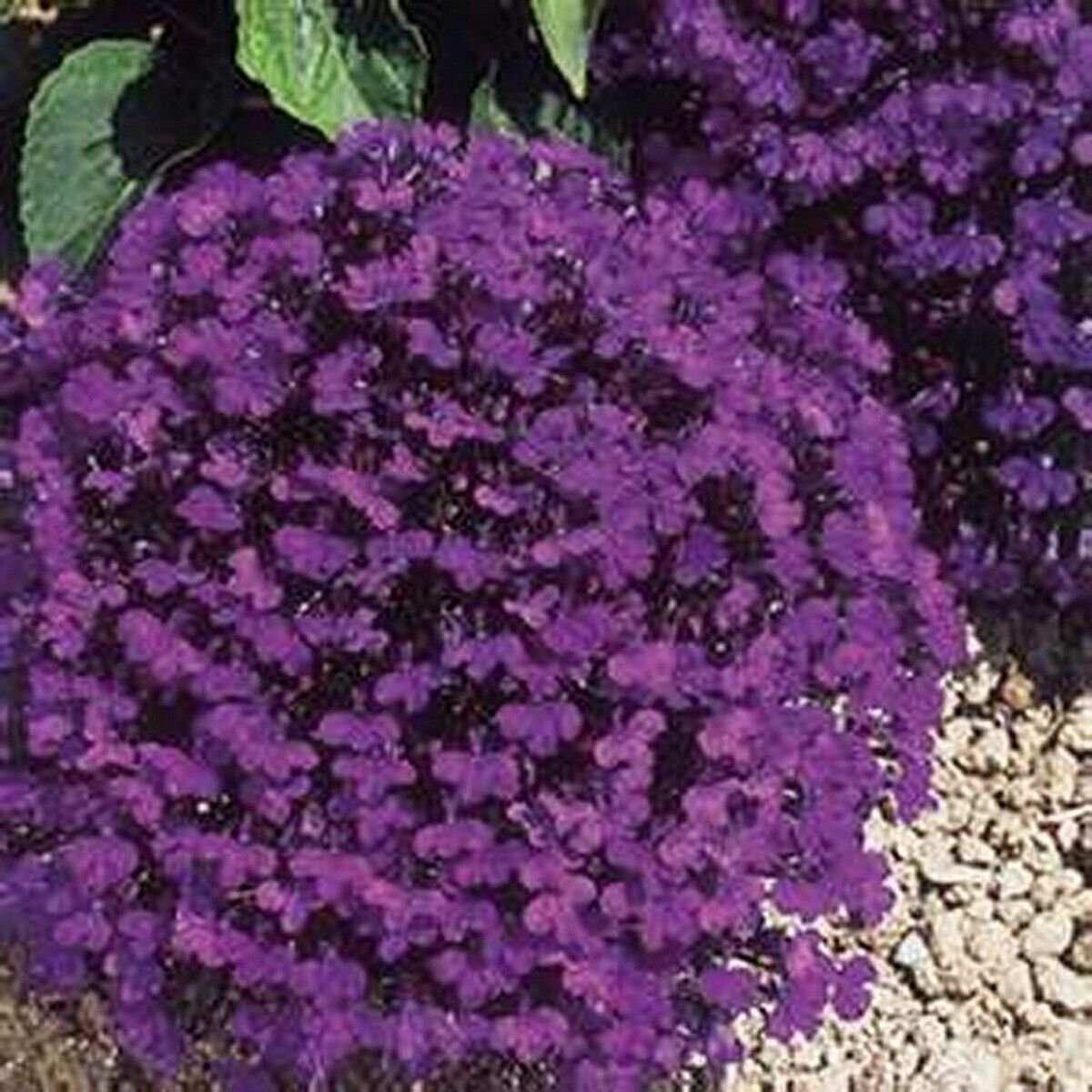 100 Seeds Lobelia- Crystal Palace