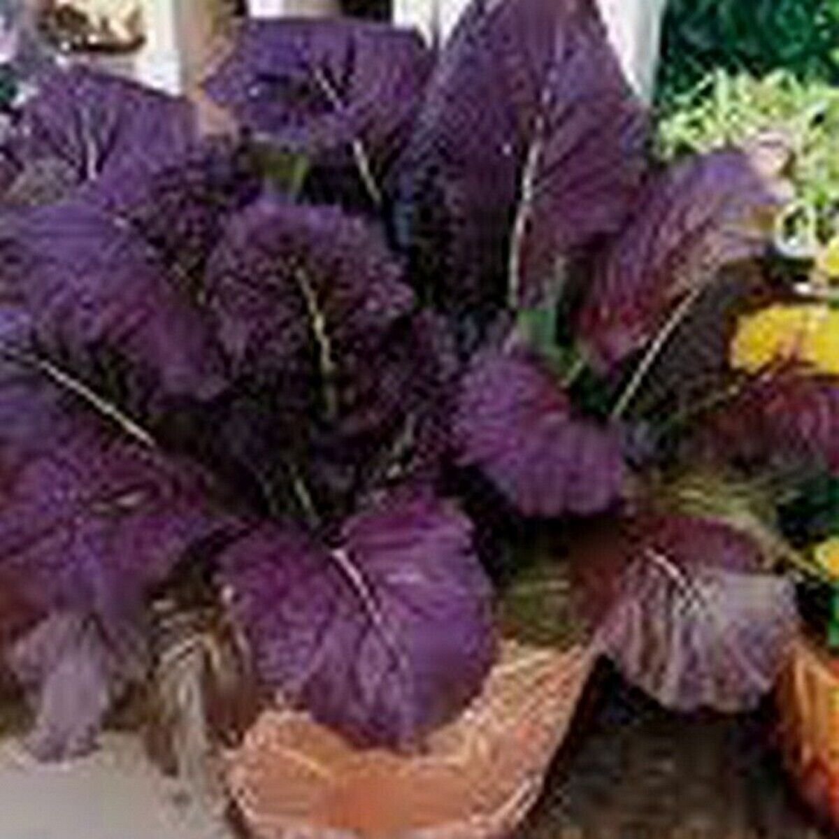 100 Seeds Mustard- Red giant
