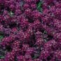50 Seed Alyssum- Wine Red