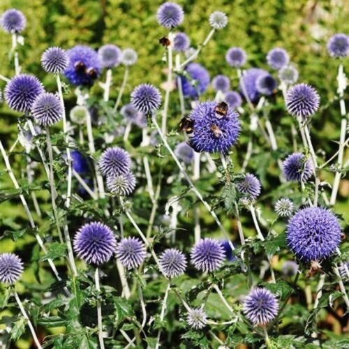 25 Seeds Globe Thistle- blue