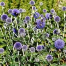25 Seeds Globe Thistle- blue