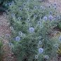 25 Seeds Globe Thistle- blue