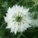 100 Seeds Love In A Mist- White-Miss Jekyll