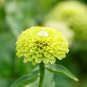 100 Seeds Zinnia- Envy- Green