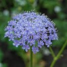50 Seeds Blue Lace Flower (Didiscus Caeruleus)