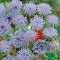 50 Seeds Blue Lace Flower (Didiscus Caeruleus)