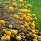 50 Seeds Billy Buttons- (Craspedia Globosa)