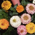 100 Seeds Zinnia- Peppermint Stick Mix