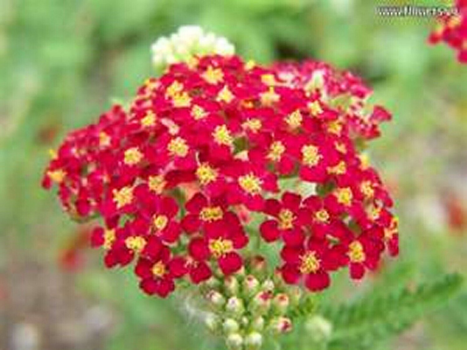250 Seeds Yarrow- Red